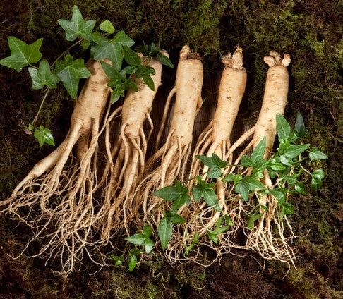 GInseng